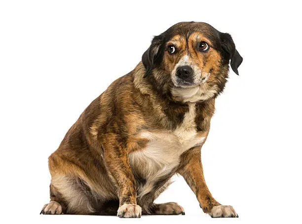 Chien craintif