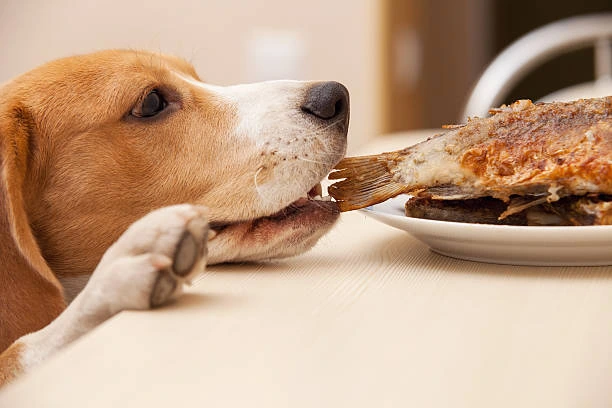 Chien voleur