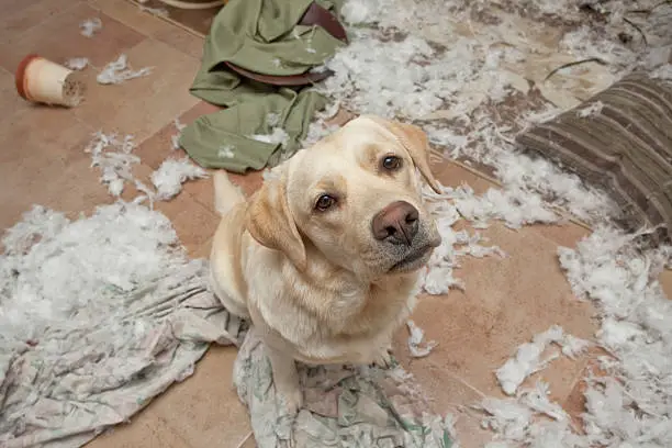 Chien qui détruit