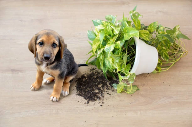 Education chiot