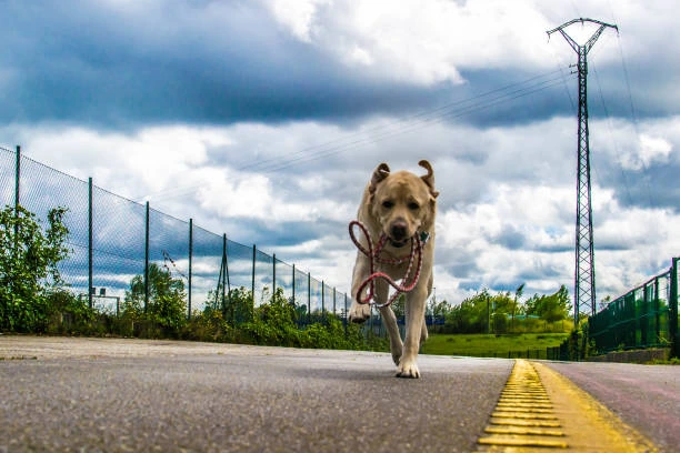 Chien qui fugue