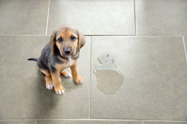 Chien malpropre