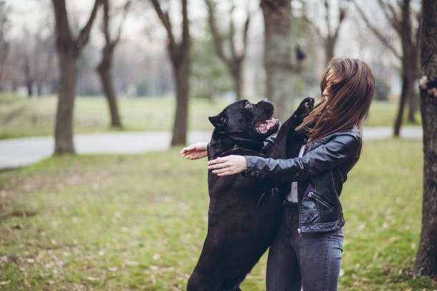 Chien qui saute
